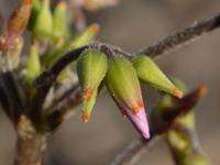 Plancia ëd Oxalis rubricallosa Oberl., Dreyer & Roets