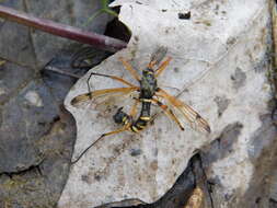 Image of Ctenophora (Ctenophora) flaveolata (Fabricius 1794)