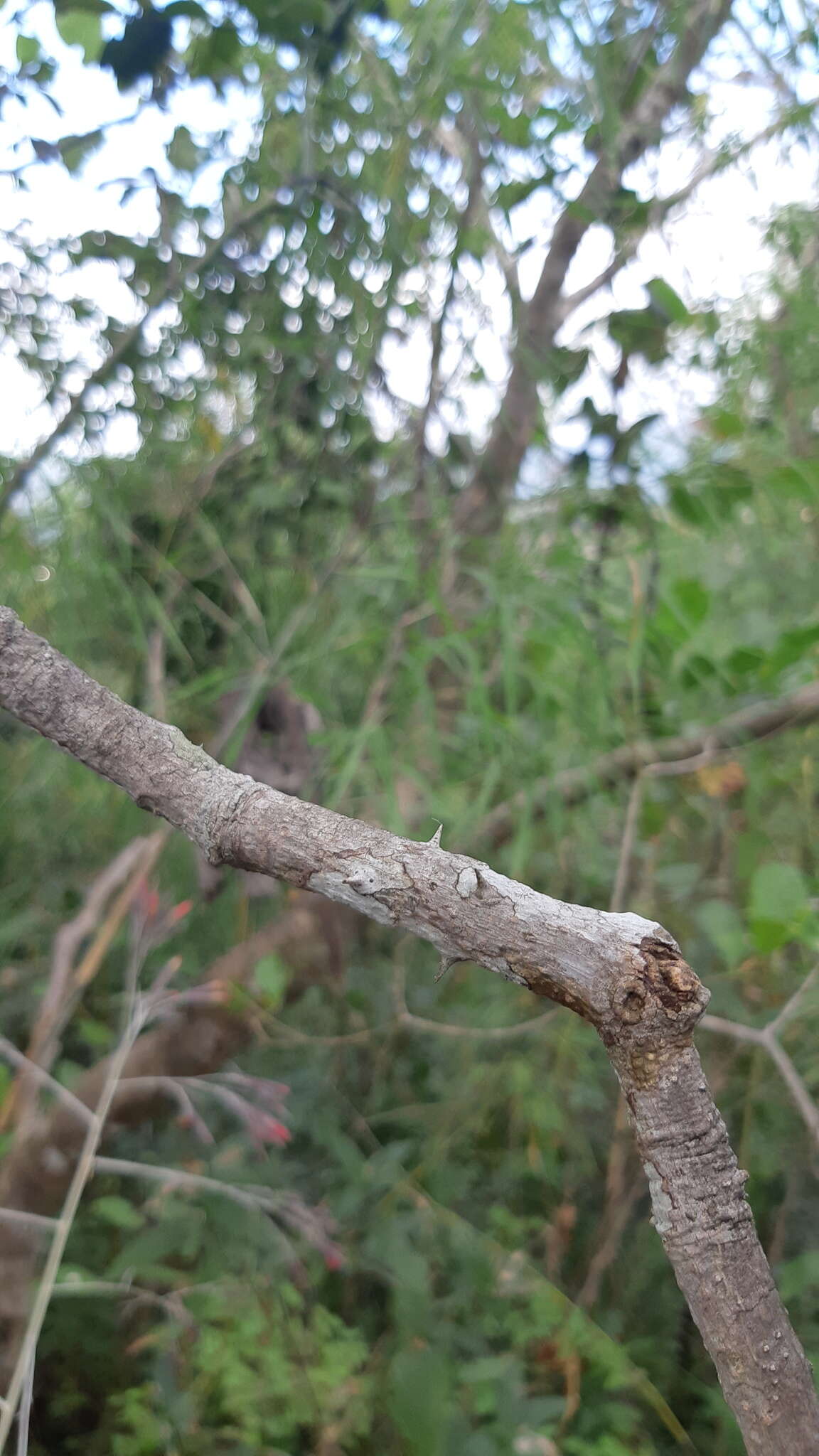 Image of prickly yellow