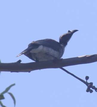 Image of Noisy Friarbird