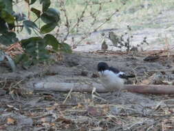 Image of Tropical Boubou