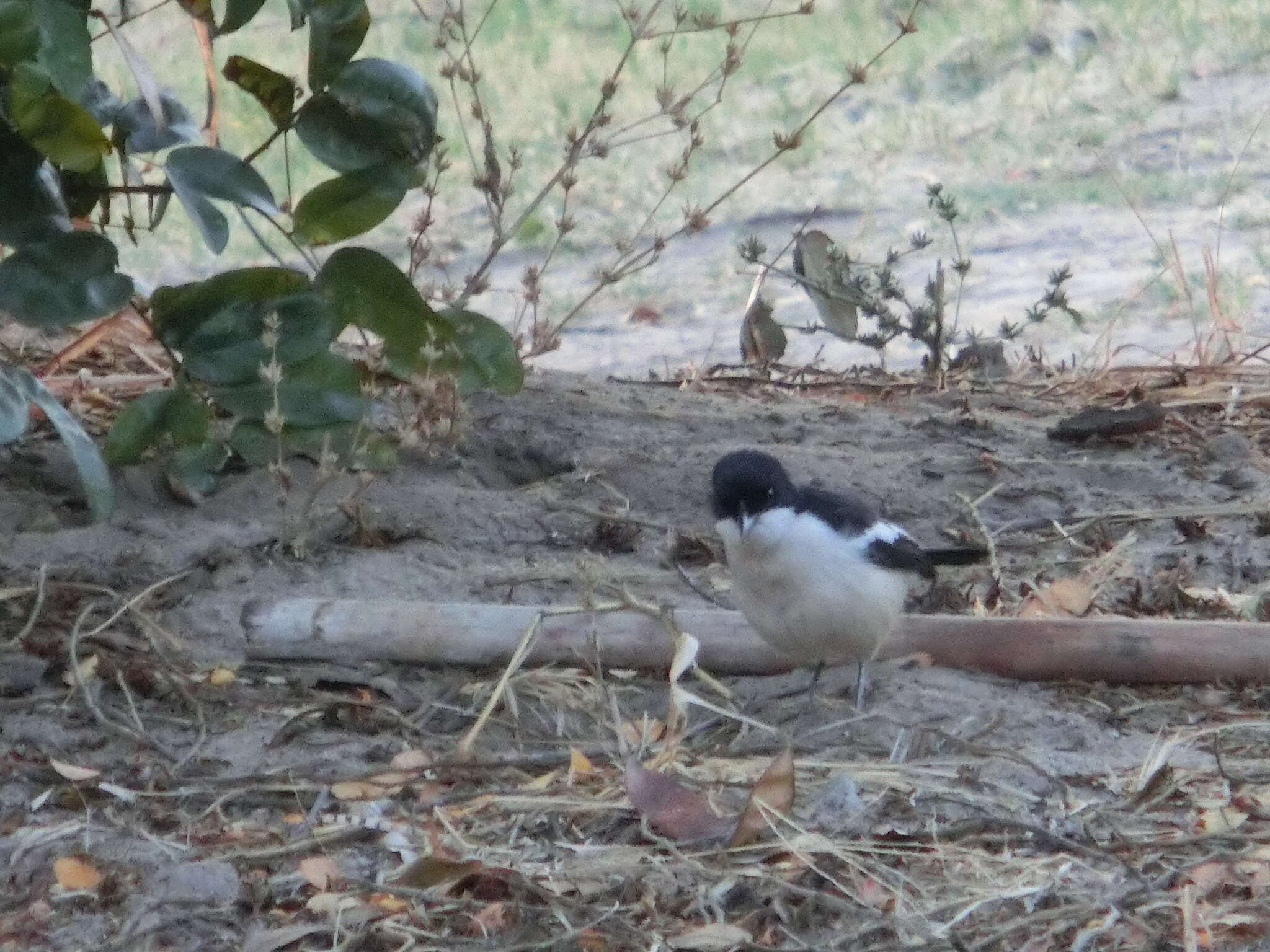 Image of Tropical Boubou