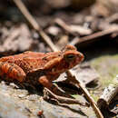 صورة Rhinella crucifer (Wied-Neuwied 1821)