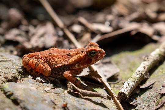 صورة Rhinella crucifer (Wied-Neuwied 1821)