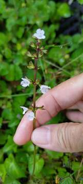 Image of Salvia hayatae Makino ex Hayata