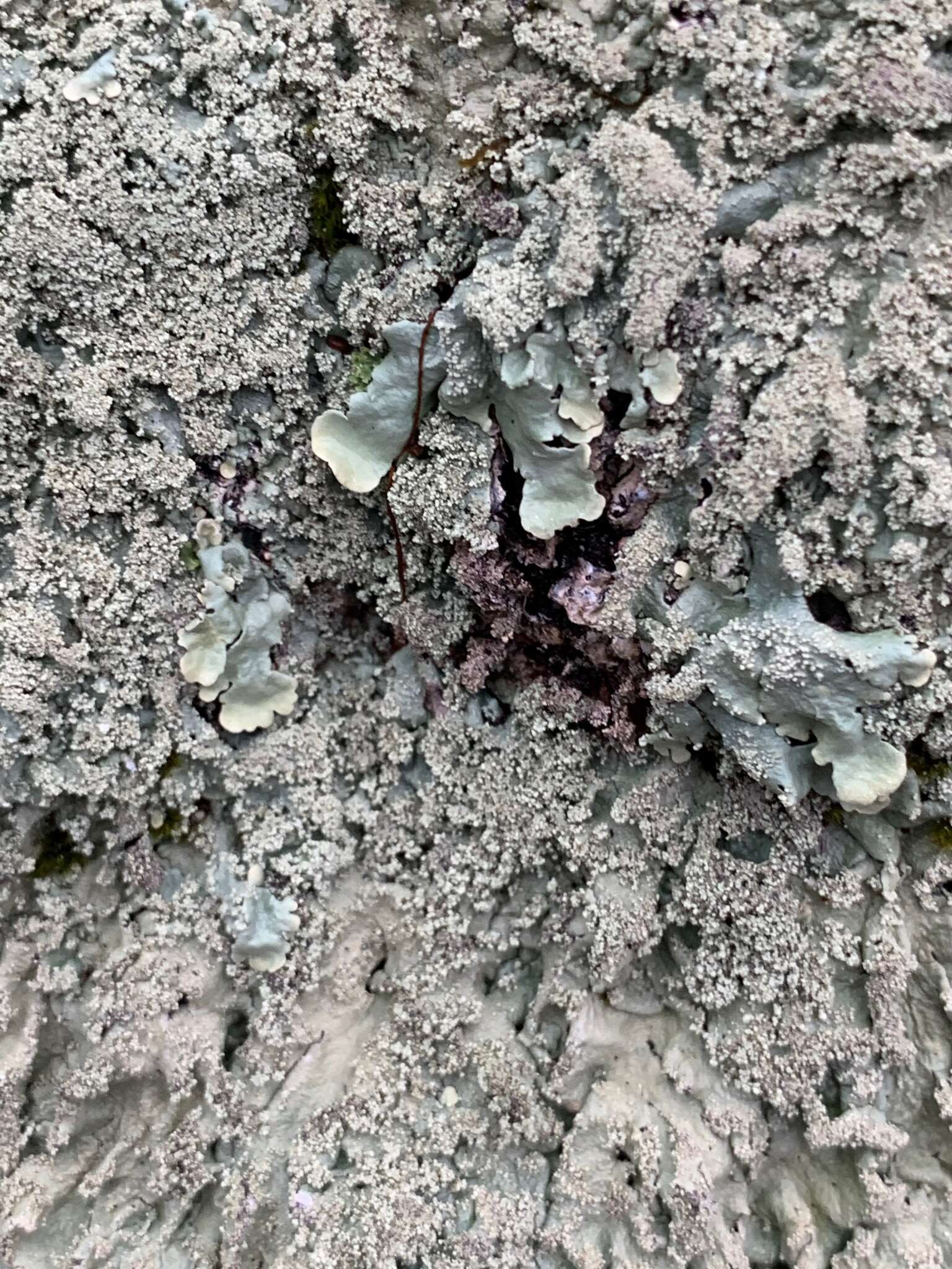 Image of Baltimore flavoparmelia lichen