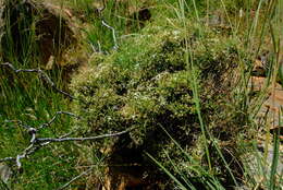 Image of Wahlenbergia denticulata (Burch.) A. DC.