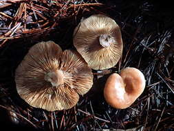 Image of Rufous Milkcap