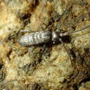 Image of Springtail