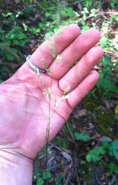 Sivun Trisetum canescens Buckley kuva