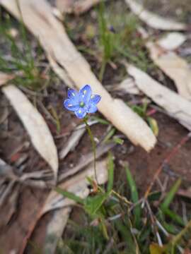 Image of Chamaescilla corymbosa (R. Br.) F. Muell. ex Benth.