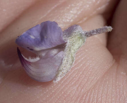 Image of Lupinus argenteus var. montigenus