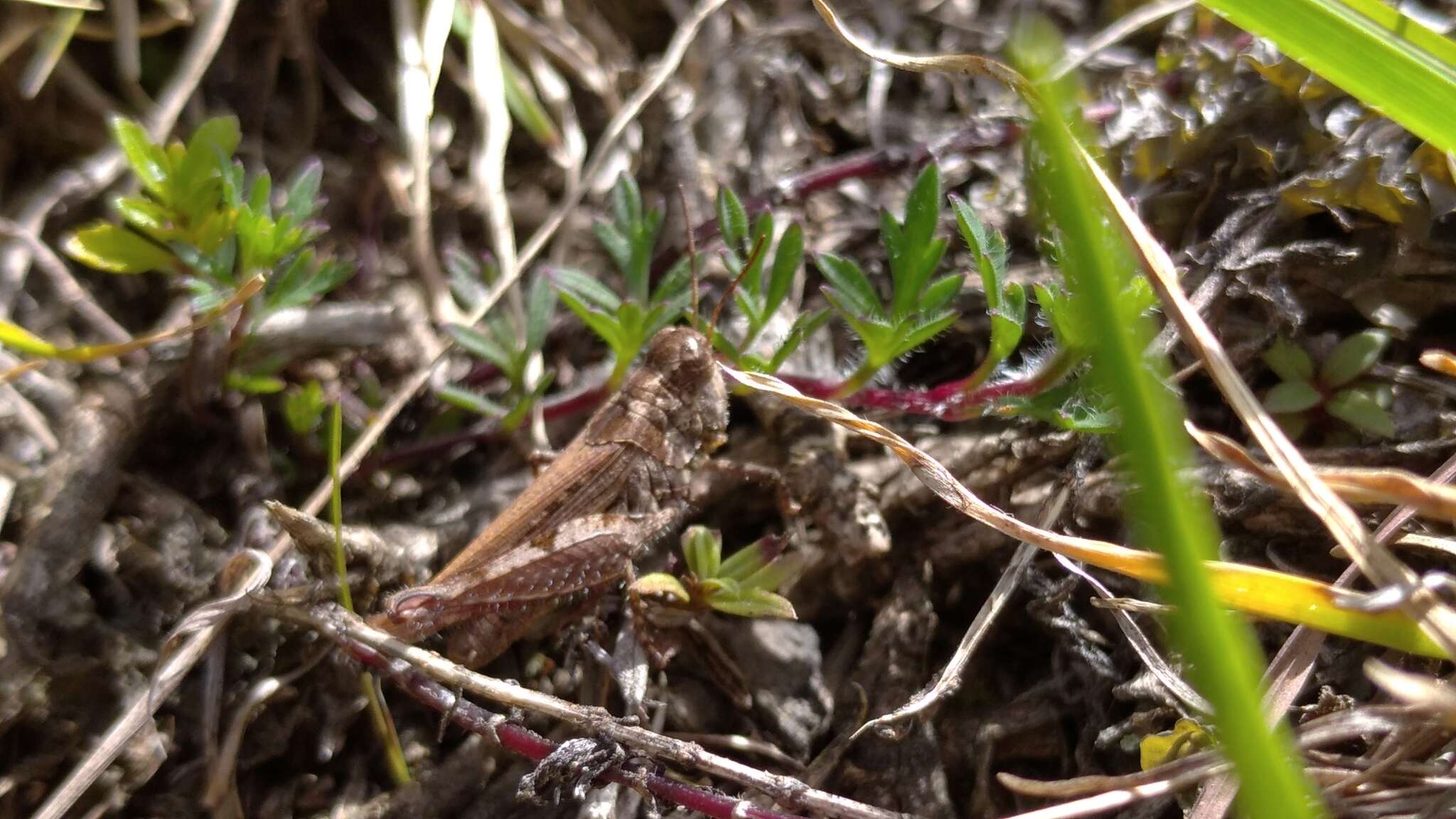 Baeacris punctulata (Thunberg 1824)的圖片