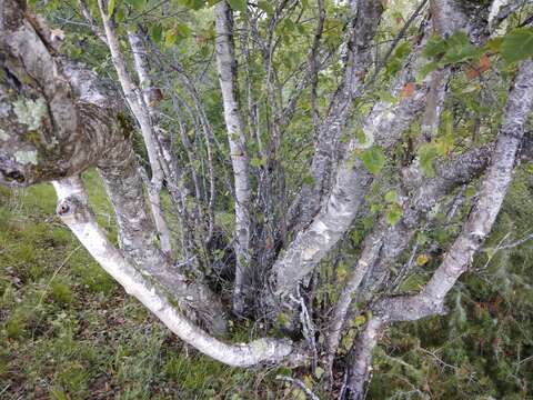 Image of Radde's Birch