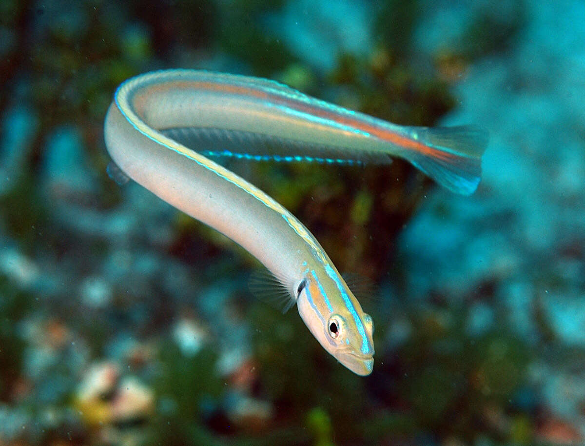 Image of Gunnellichthys monostigma