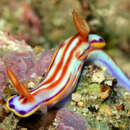 Image of Hypselodoris kaname Baba 1994