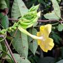 Plancia ëd Mandevilla rugellosa (Rich.) L. Allorge-Boiteau