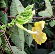 Mandevilla rugellosa (Rich.) L. Allorge-Boiteau resmi