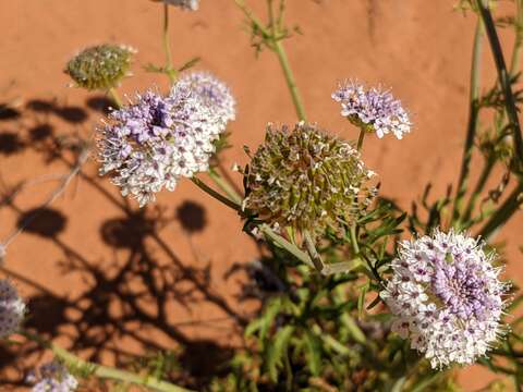 Trachymene glaucifolia (F. Müll.) Benth.的圖片