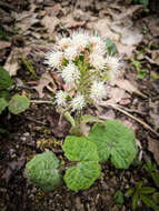 Petasites albus (L.) Gaertn.的圖片