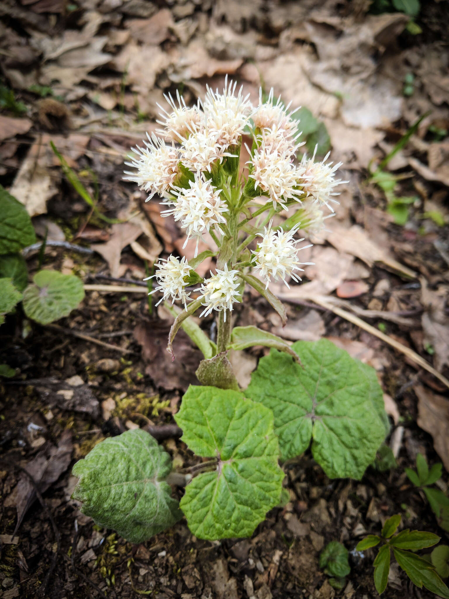 Petasites albus (L.) Gaertn.的圖片