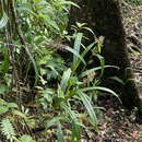 Image of Scleria latifolia Sw.