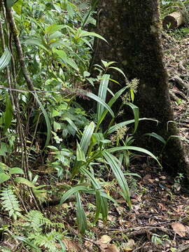 Image of Scleria latifolia Sw.