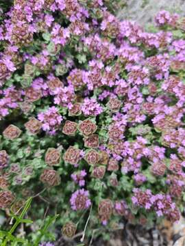 Image of Camphor Thyme