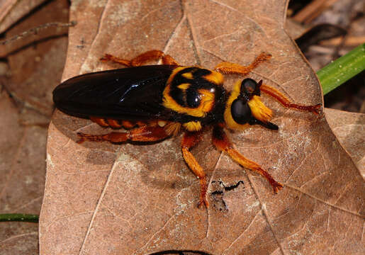 Imagem de Laphria saffrana Fabricius 1805