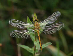 Image of Sympetrum parvulum (Bartenev 1912)