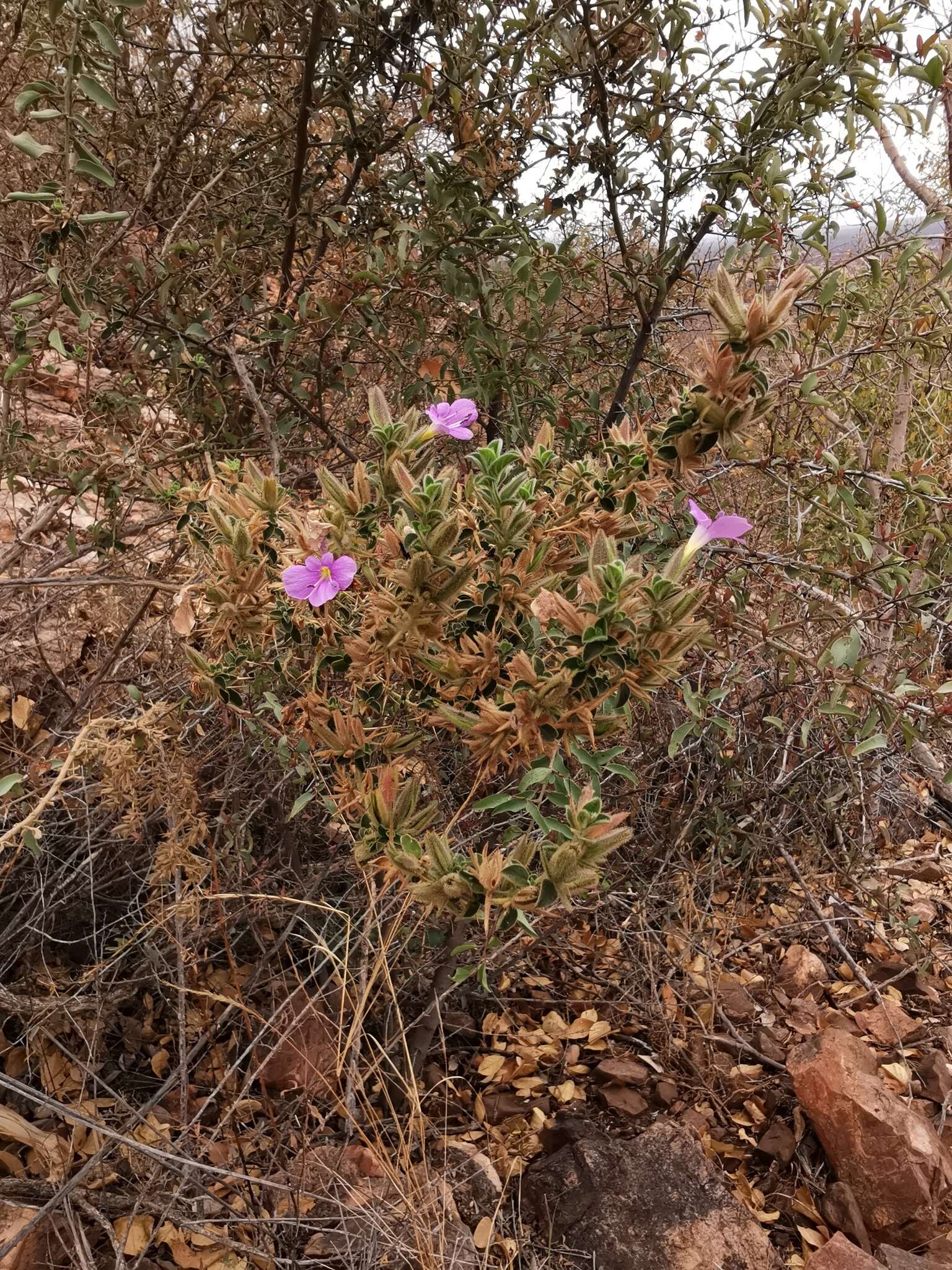 Plancia ëd Barleria bremekampii Oberm.