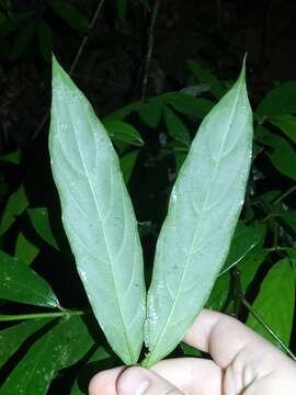 Lasianthus chlorocarpus K. Schum. resmi