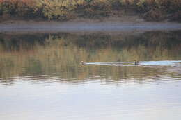 Image of Australasian Grebe