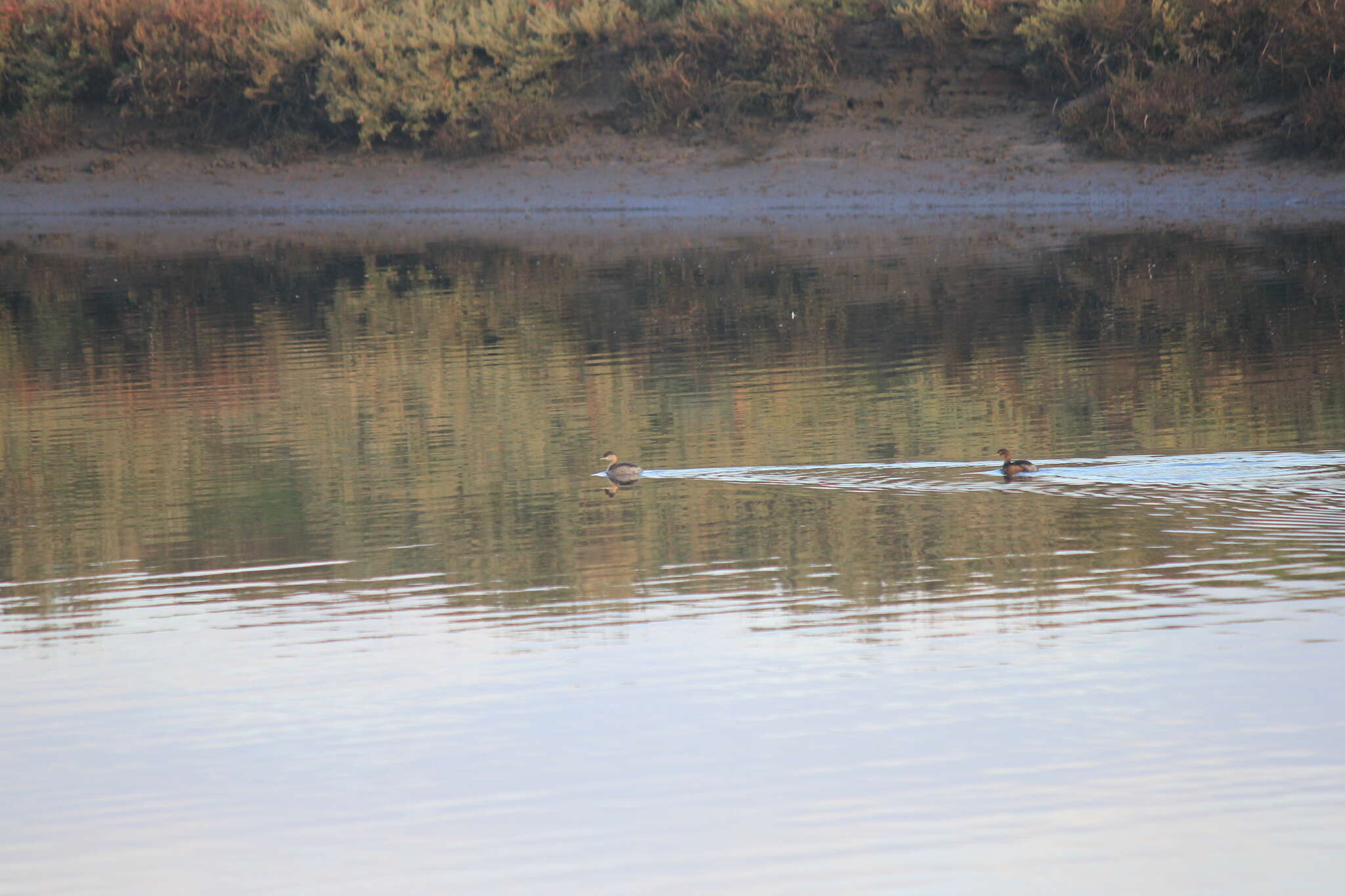 Image of Australasian Grebe