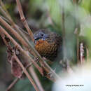 Image of Rufous-throated Wren Babbler