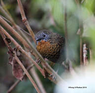 Image of Rufous-throated Wren Babbler