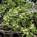 Imagem de Juniperus chinensis var. sargentii A. Henry