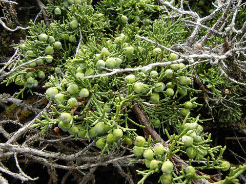 Image de Juniperus chinensis var. sargentii A. Henry