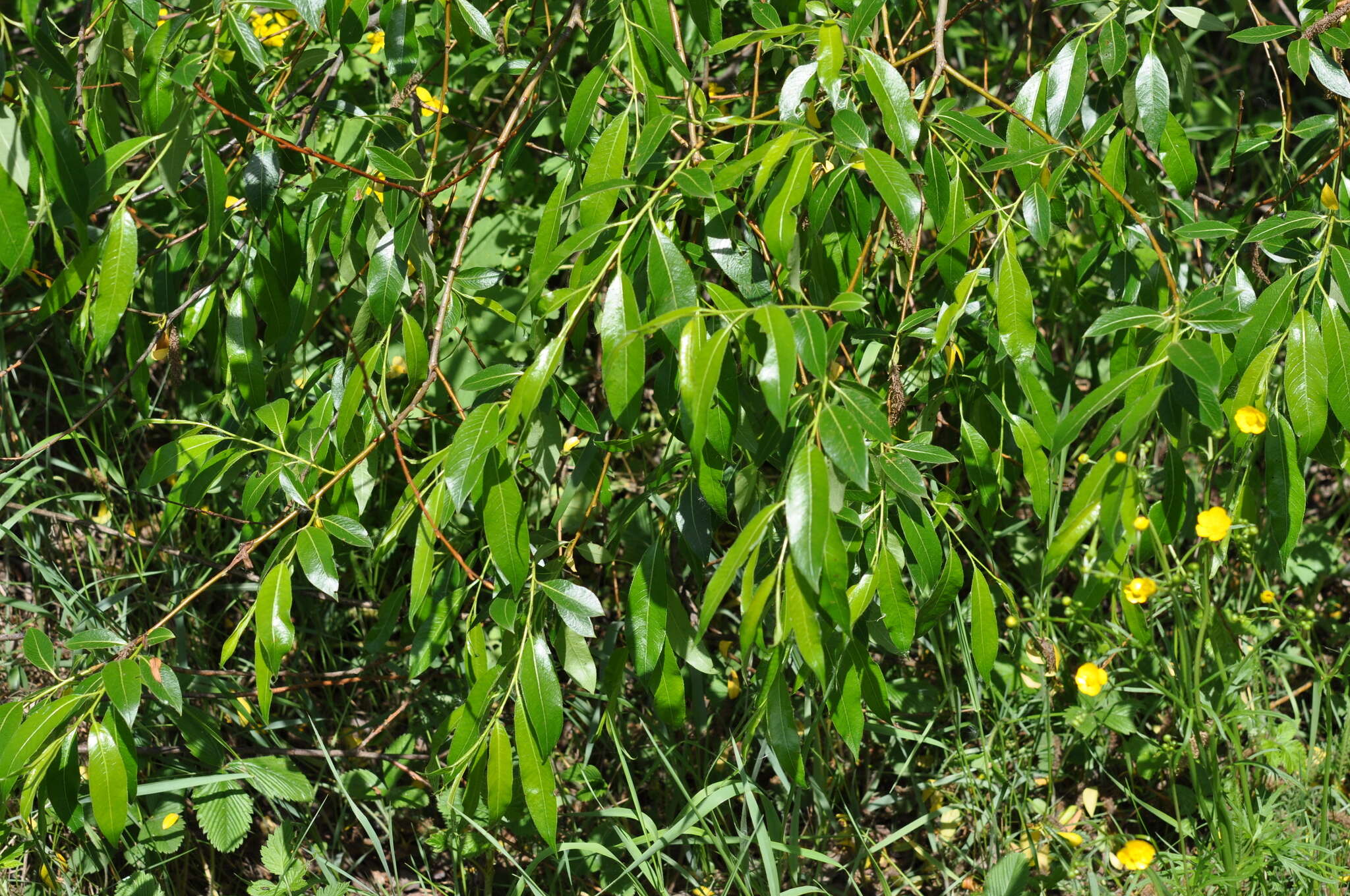 Image of Bay Willow
