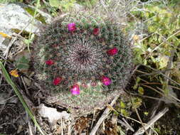 Image of Mammillaria rhodantha subsp. rhodantha