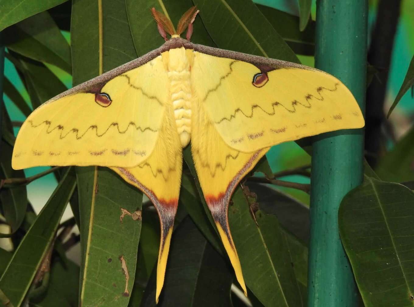 Image of South China Moon Moth