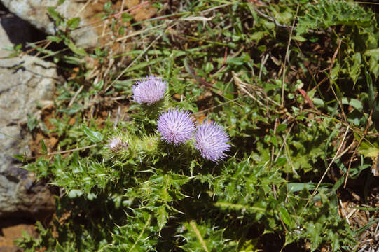 Image of Cirsium brevicaule A. Gray