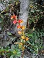 Image of Echeveria bicolor (Kunth) Walther