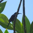 Image of Copper-throated Sunbird