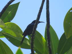Image of Copper-throated Sunbird