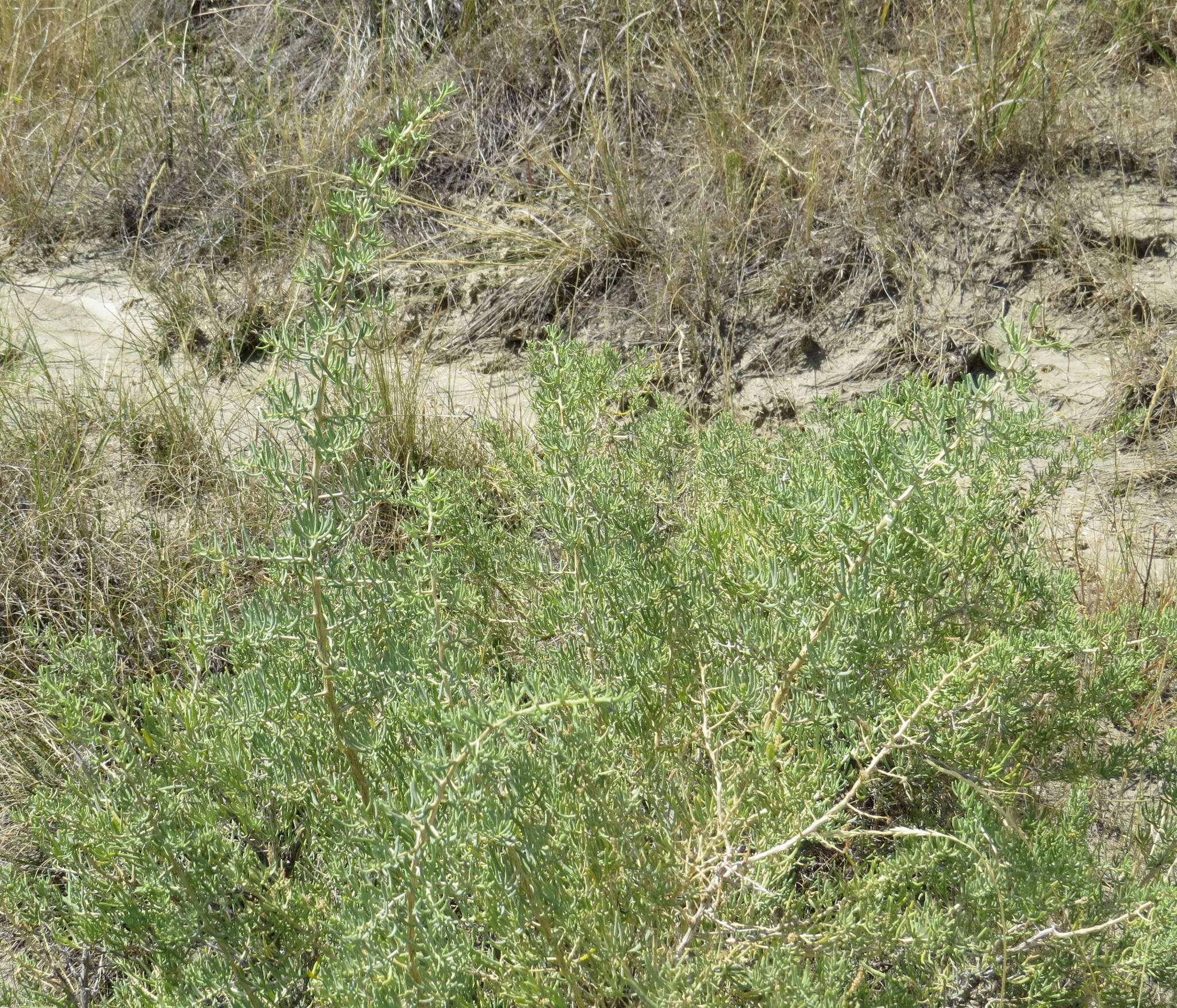 Image of black greasewood