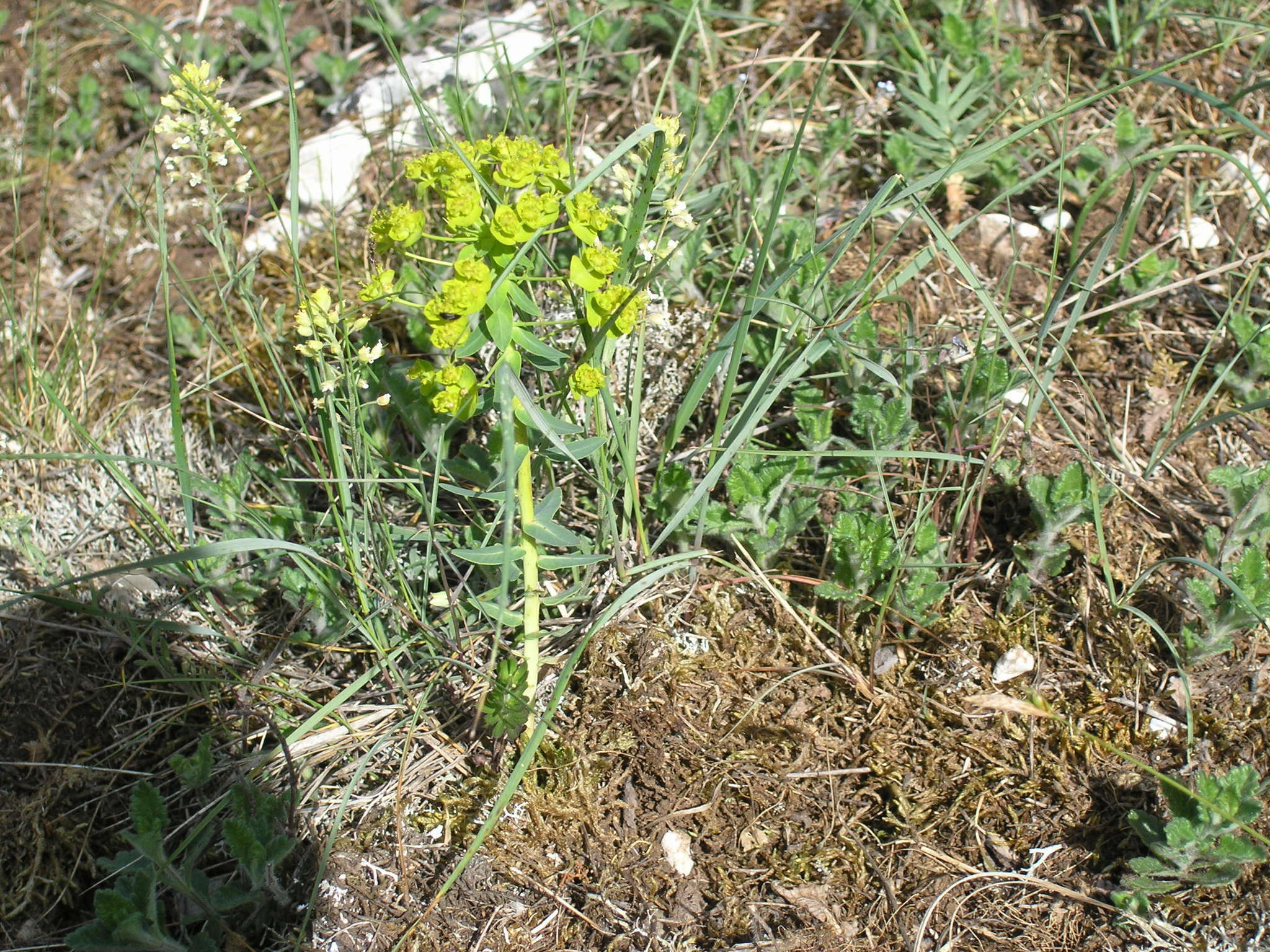 Imagem de Euphorbia agraria M. Bieb.