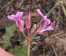 Image of Pelargonium multicaule subsp. multicaule