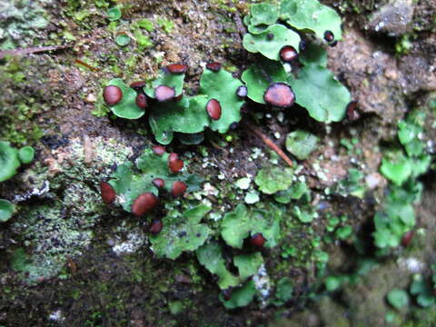 Image of Fan lichen;   Felt lichen