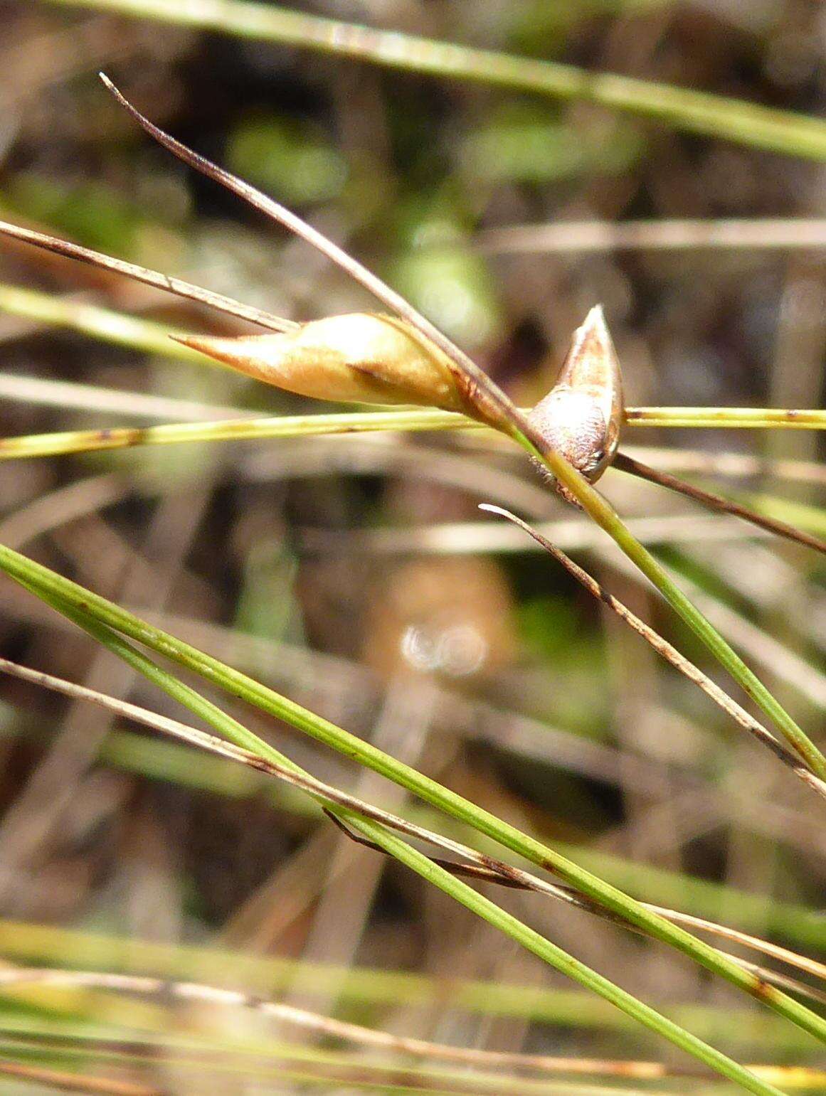 Image de Rhynchospora galeana Naczi, W. M. Knapp & G. Moor